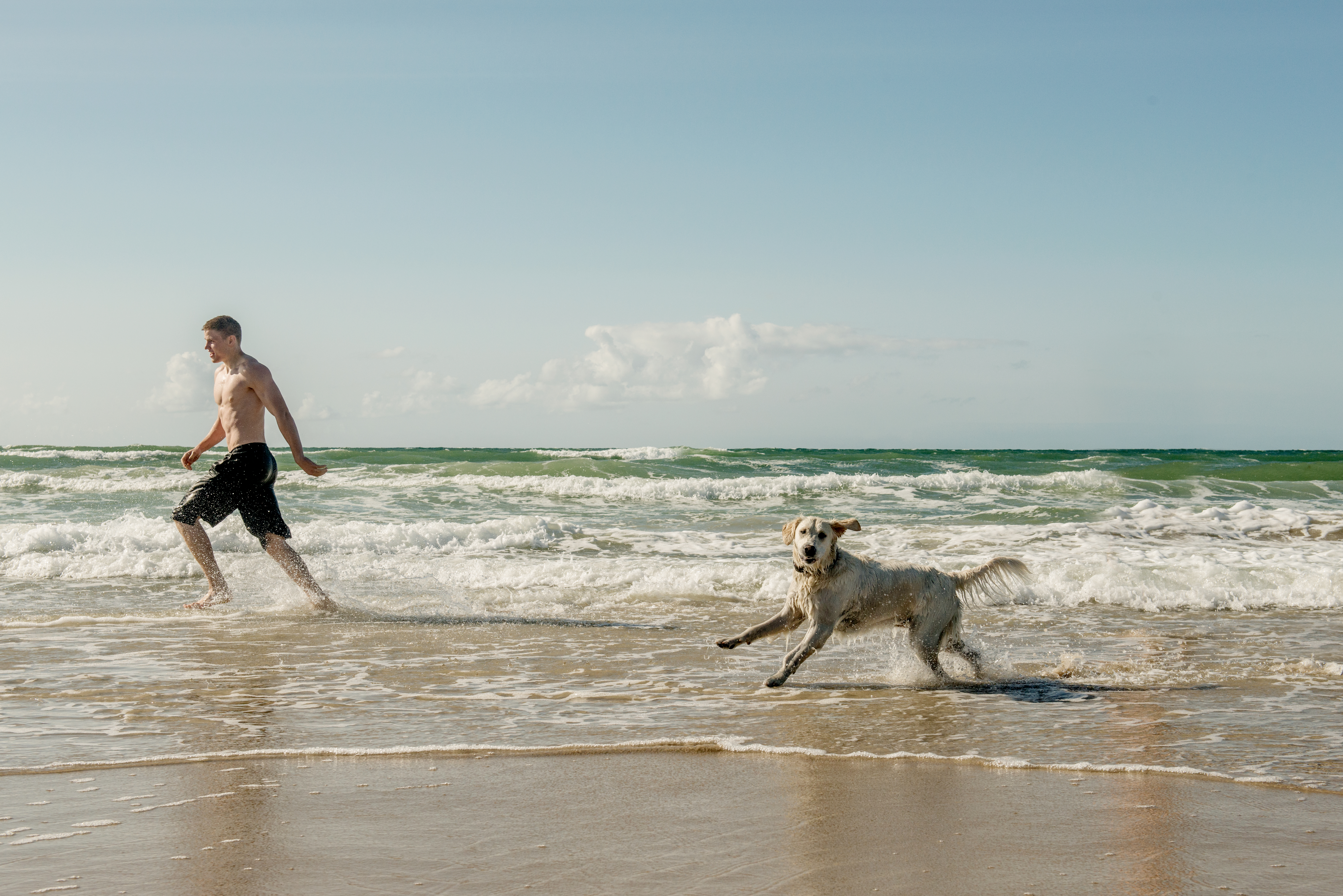 Hund på stranden