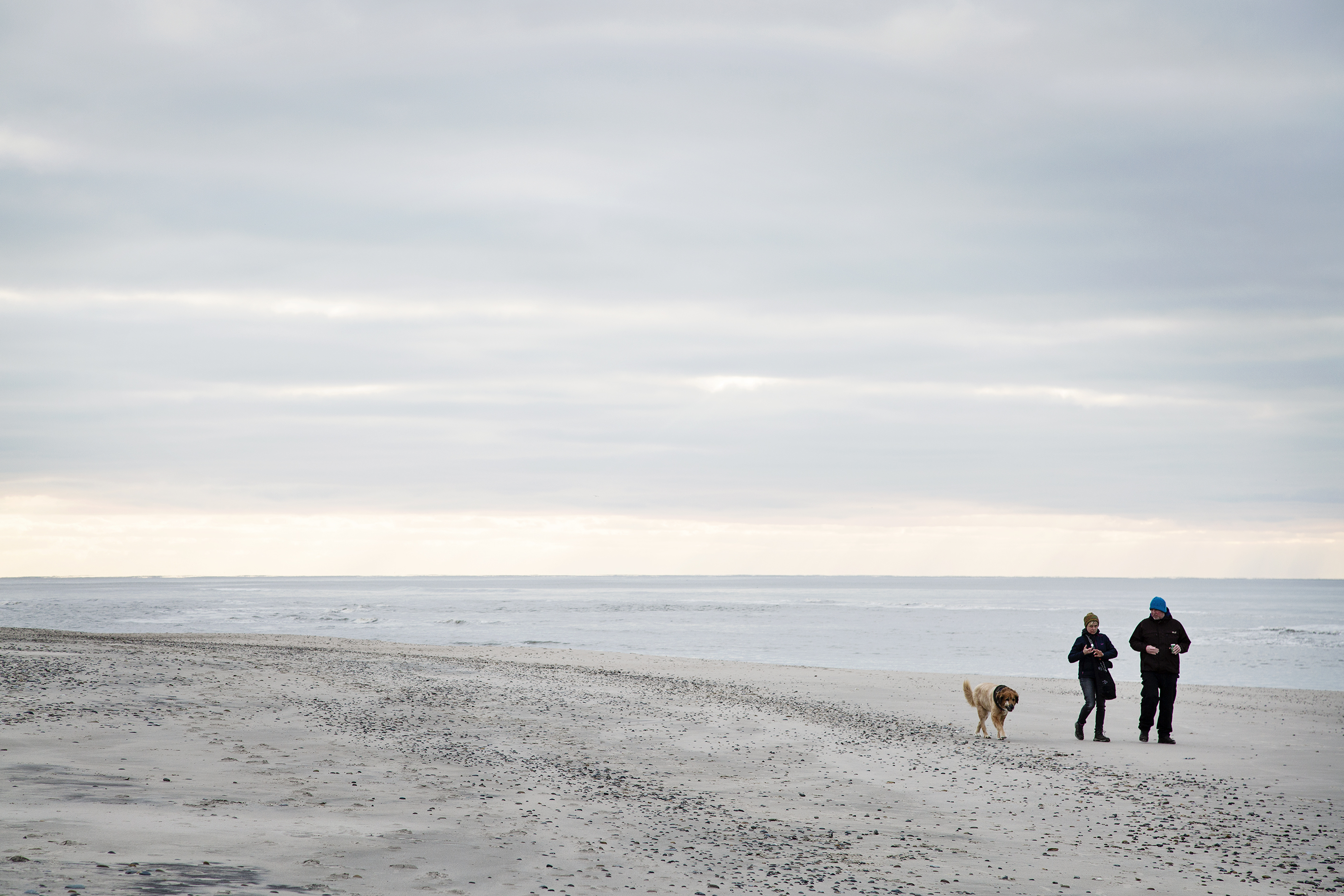 Hund på strand