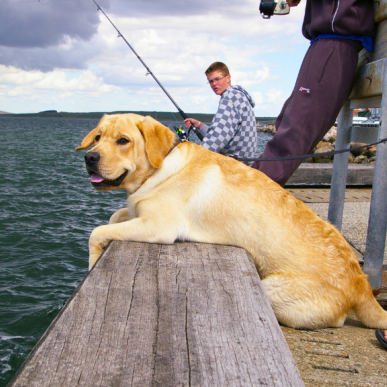 Hund på fisketur